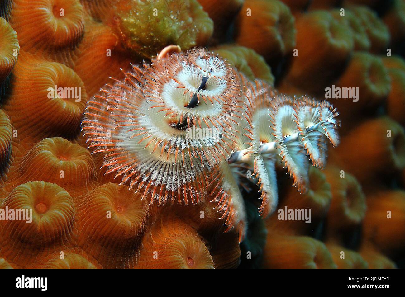 Christmas tree worm or Feather Duster Worm (Spirobranchus giganteus) on a fire coral, Little Cayman, Cayman islands, Caribbean Stock Photo