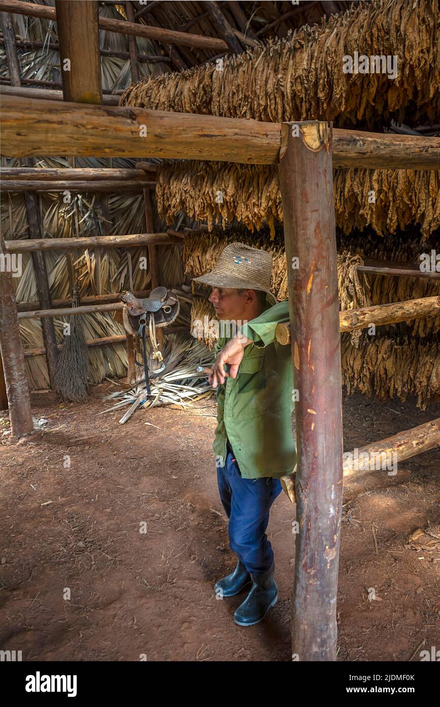 tobacco barn smoking The History of Barns in North Carolina Made in USA Smoking Barns in Robertson County,