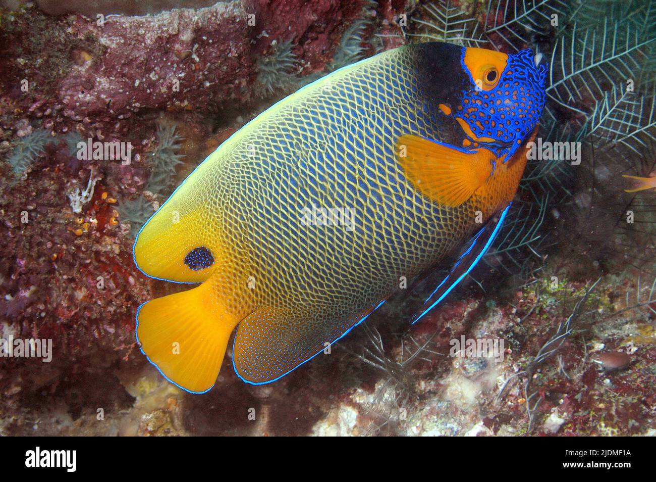 Yellow faced Angelfish or Blueface Angelfish (Pomacanthus xanthometopon, Euxiphipops xanthometapon), Tahiti, French Polynesia, Pacific Ocean Stock Photo