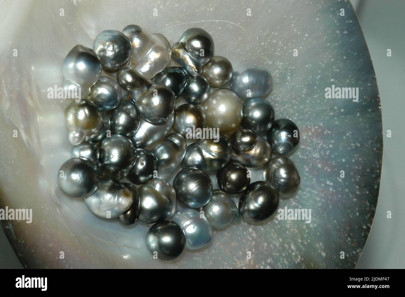 Black pearls, Pearl oyster (Pinctada margaritifera), also named the black gold, Tahiti, Rangiroa, Polynesia, Oceania Stock Photo