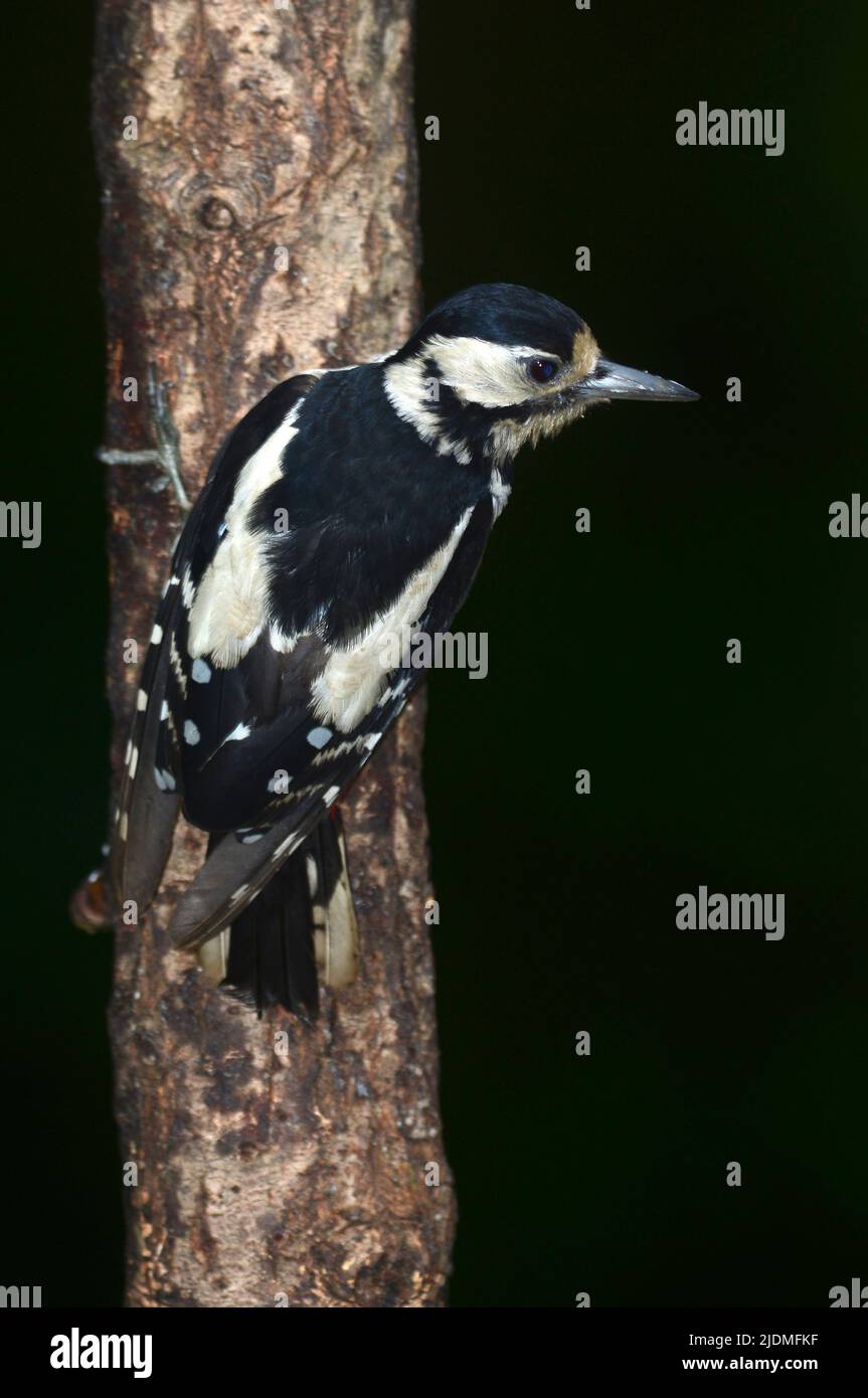 Adult female great spotted woodpecker at rest on young tree trunk Stock Photo