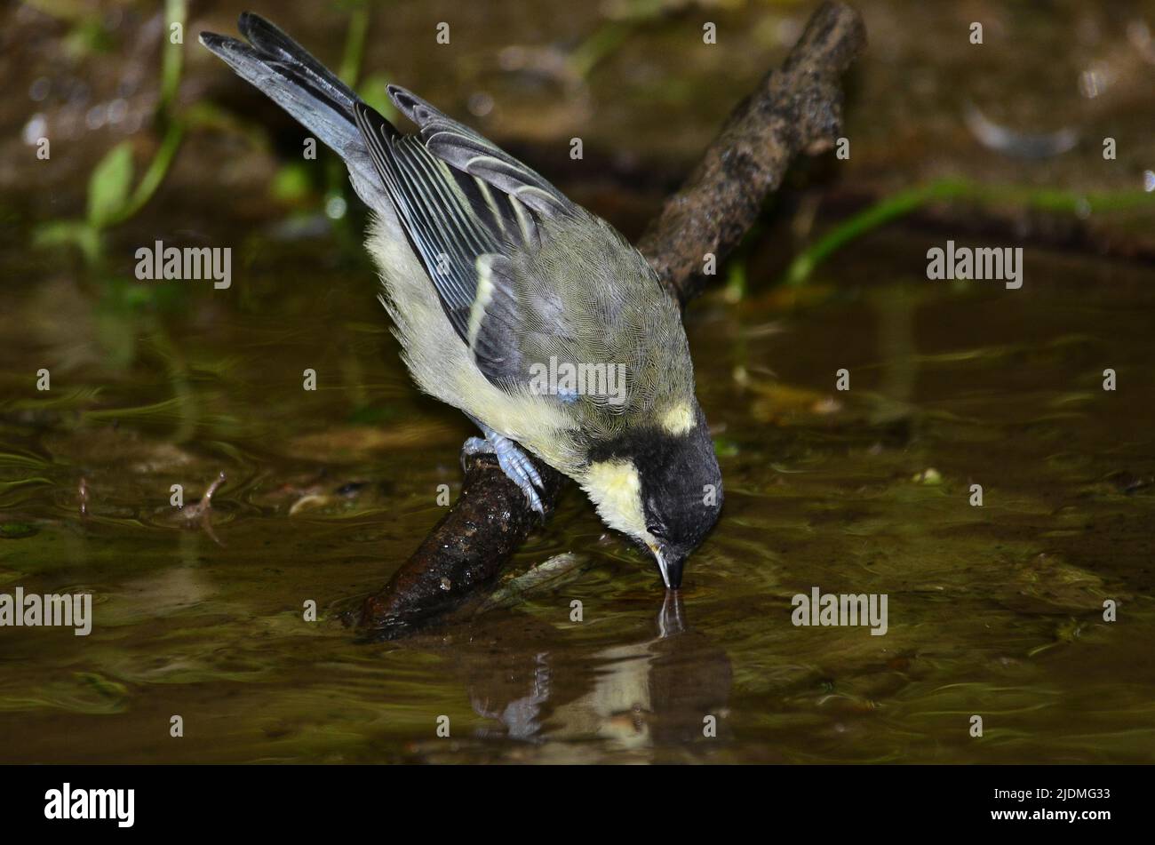Juvenile great tit drinking from woodland stream Stock Photo