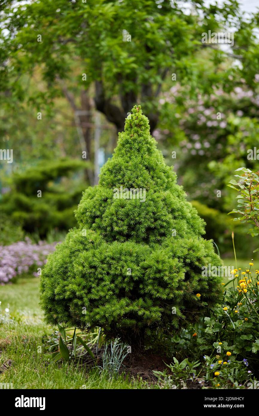 Picea glauca growing in garden in sunny day Stock Photo