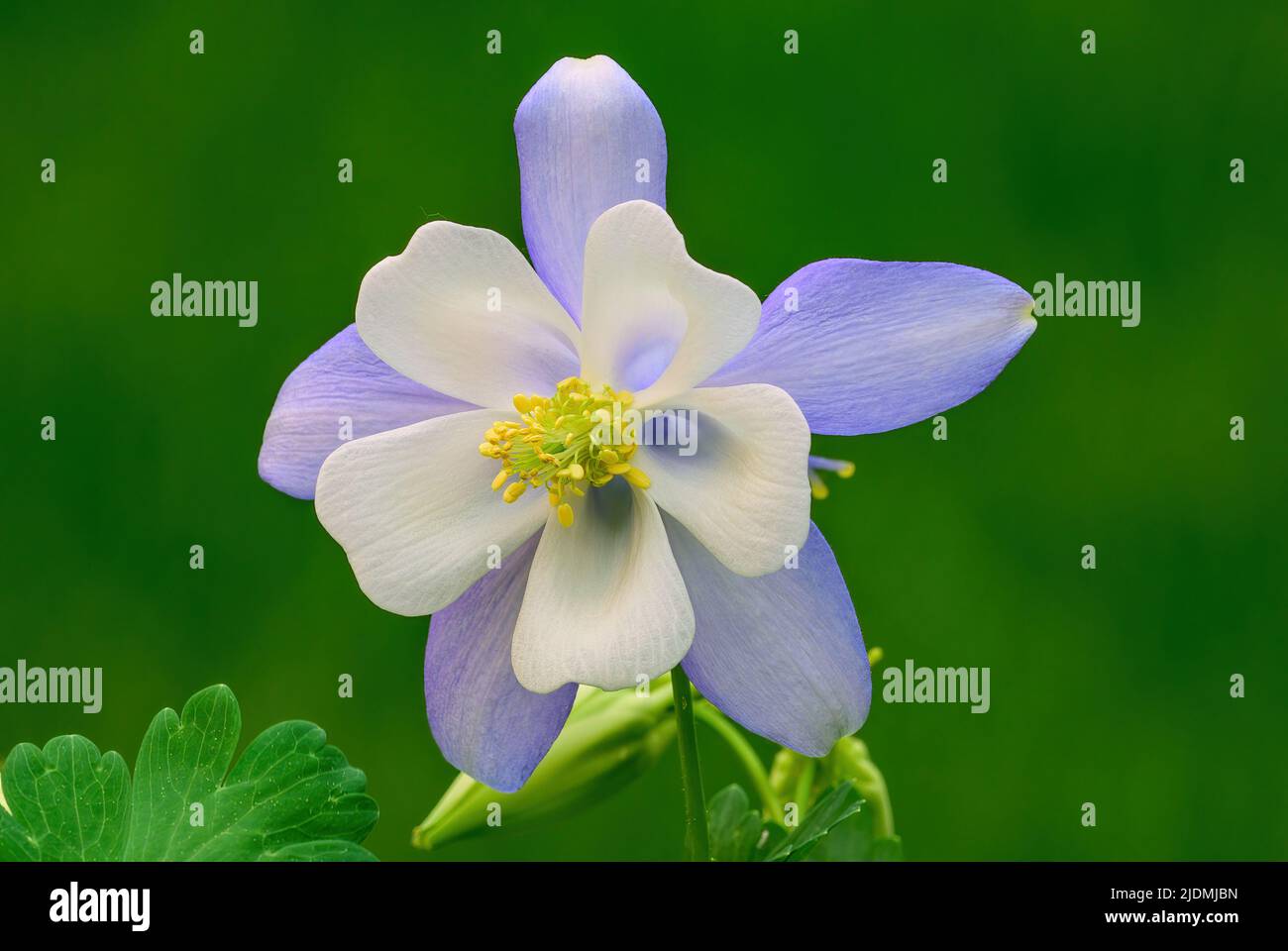 Aquilegia coerulea, columbine flower Colorado blue white Front view, closeup. Blurred natural green background, isolated copy space. Trencin Slovakia. Stock Photo
