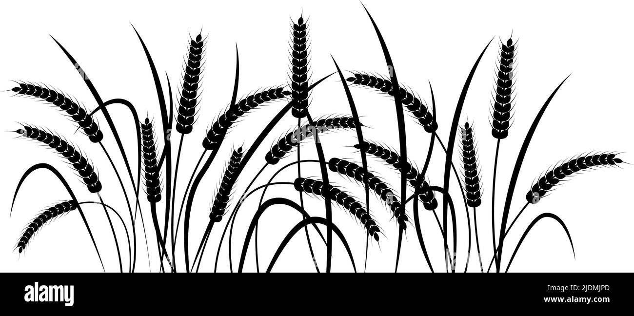 Ears of wheat on a transparent background. Horizontal pattern. Black and white vector illustration Stock Vector