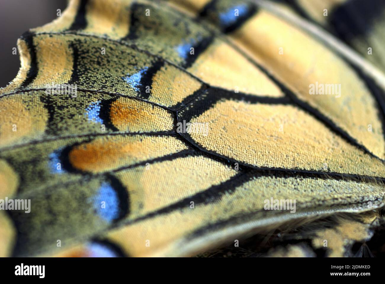 Selective focus, macro photography of the colored wing scales of the ...