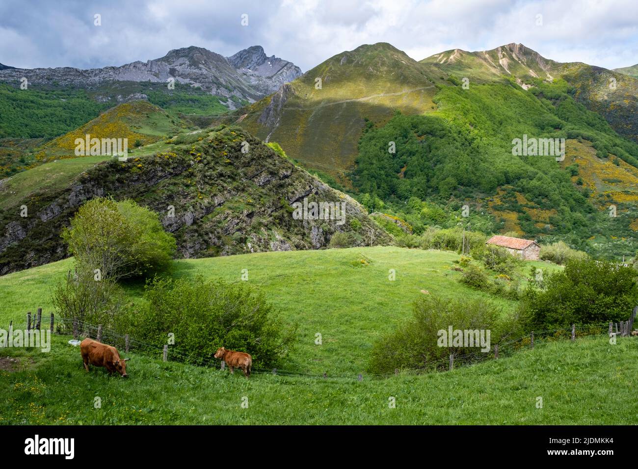 Spain, Asturias. Cattle Grazing in the Cantabrian Mountains, Natural Park of Somiedo. Stock Photo