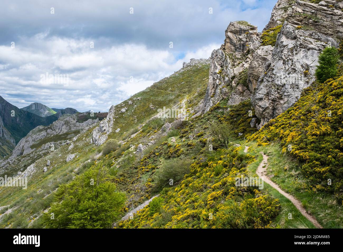 Spain, Asturias. Gorse along Hikers' Trail, Natural Park of Somiedo, Biosphere Reserve, Cantabrian Mountains. Stock Photo