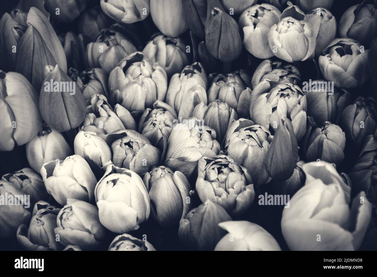 Tulips. Black white photography. Funeral flowers, mourning background