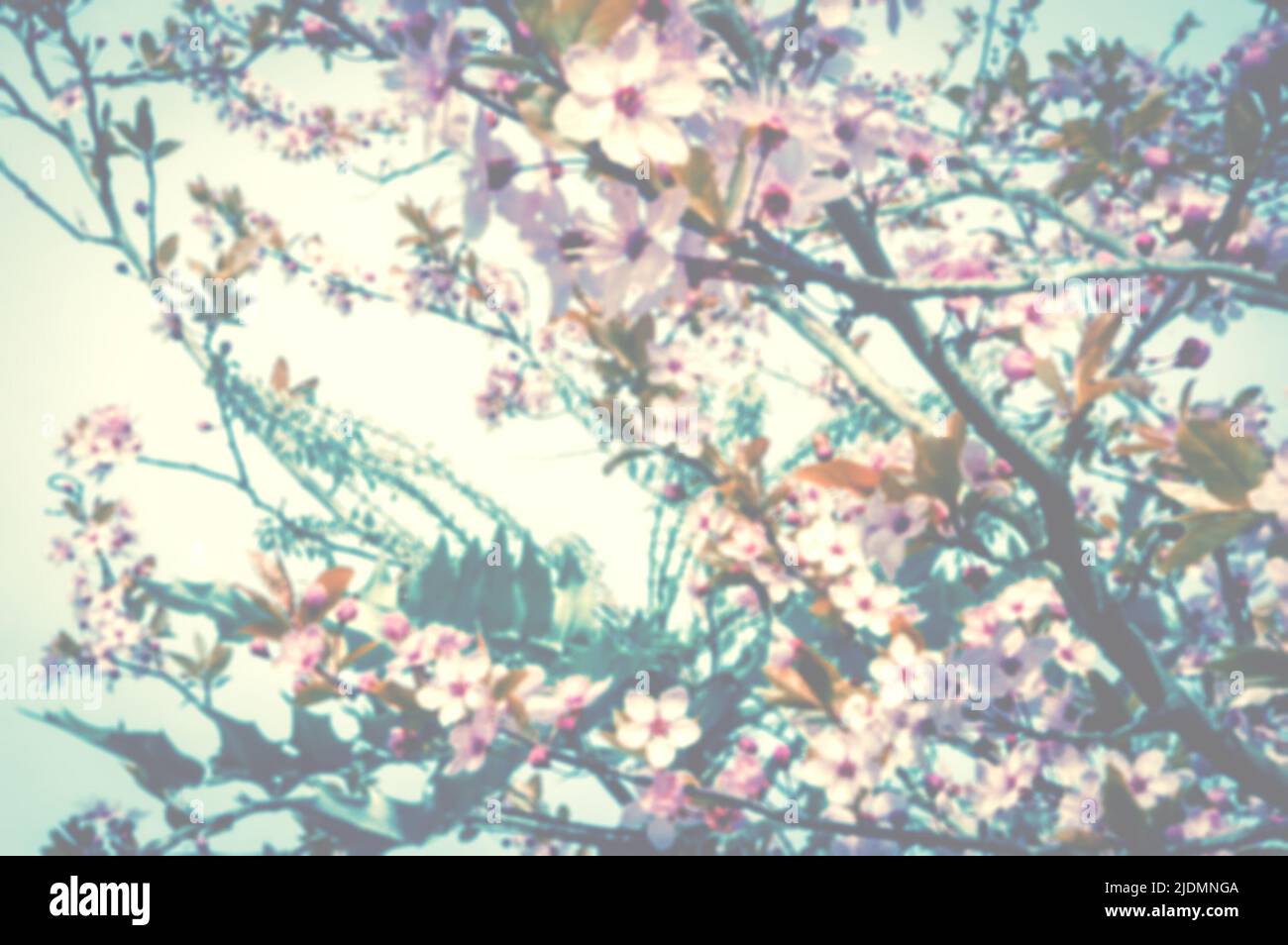Cherry blossom at morning dawn. Blurry defocused background Stock Photo ...