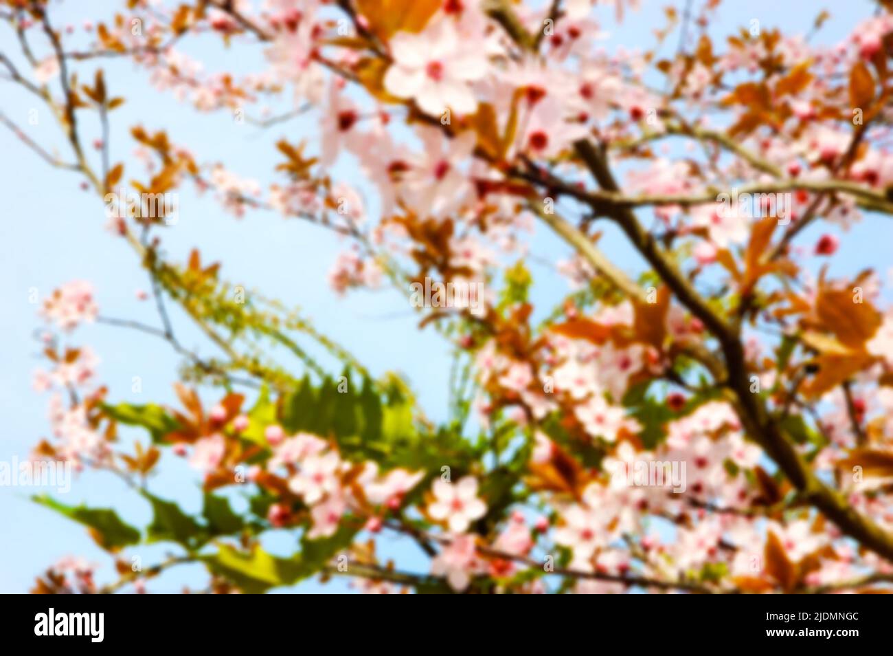 Cherry blossom. Blurry defocused background Stock Photo - Alamy