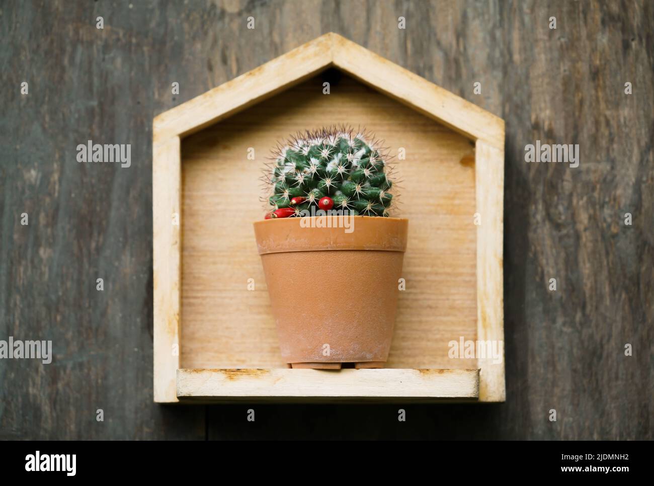 Small pot plant hi-res stock photography and images - Alamy