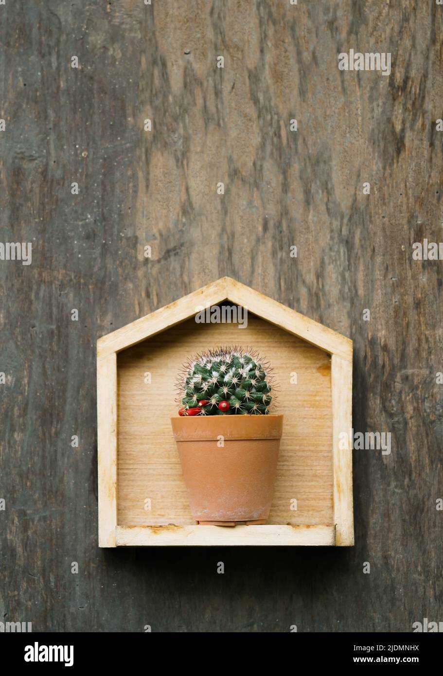 cactus in small pot on wood background Stock Photo