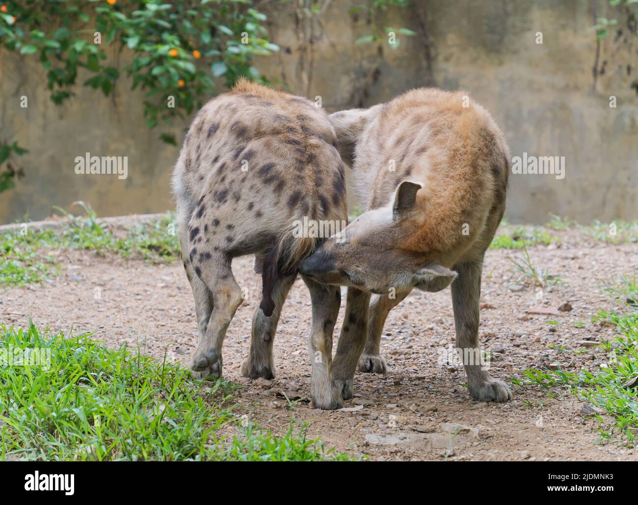 Adult spotted hyena at zoo Stock Photo
