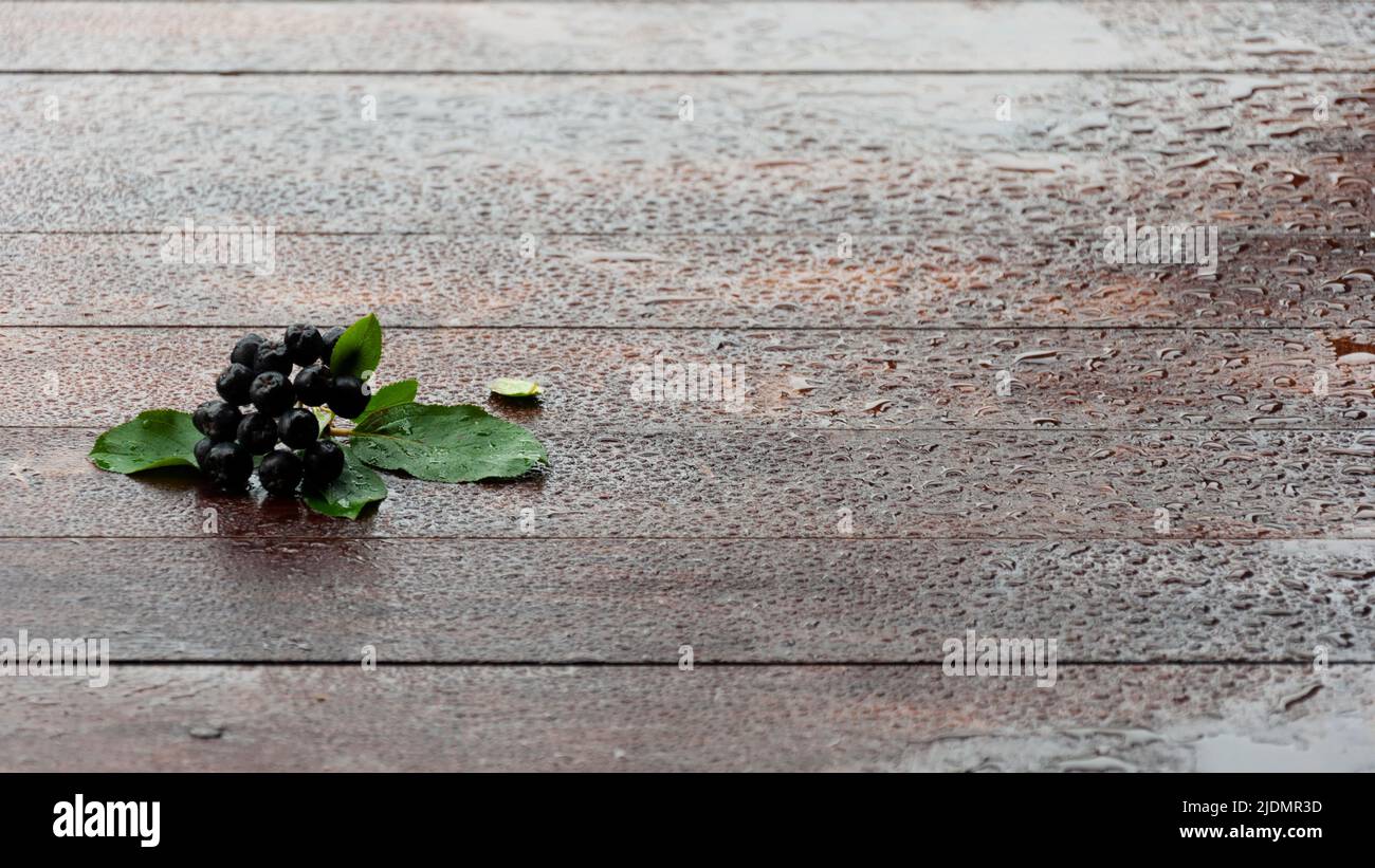 chokeberry on wooden desk in rainy day Stock Photo