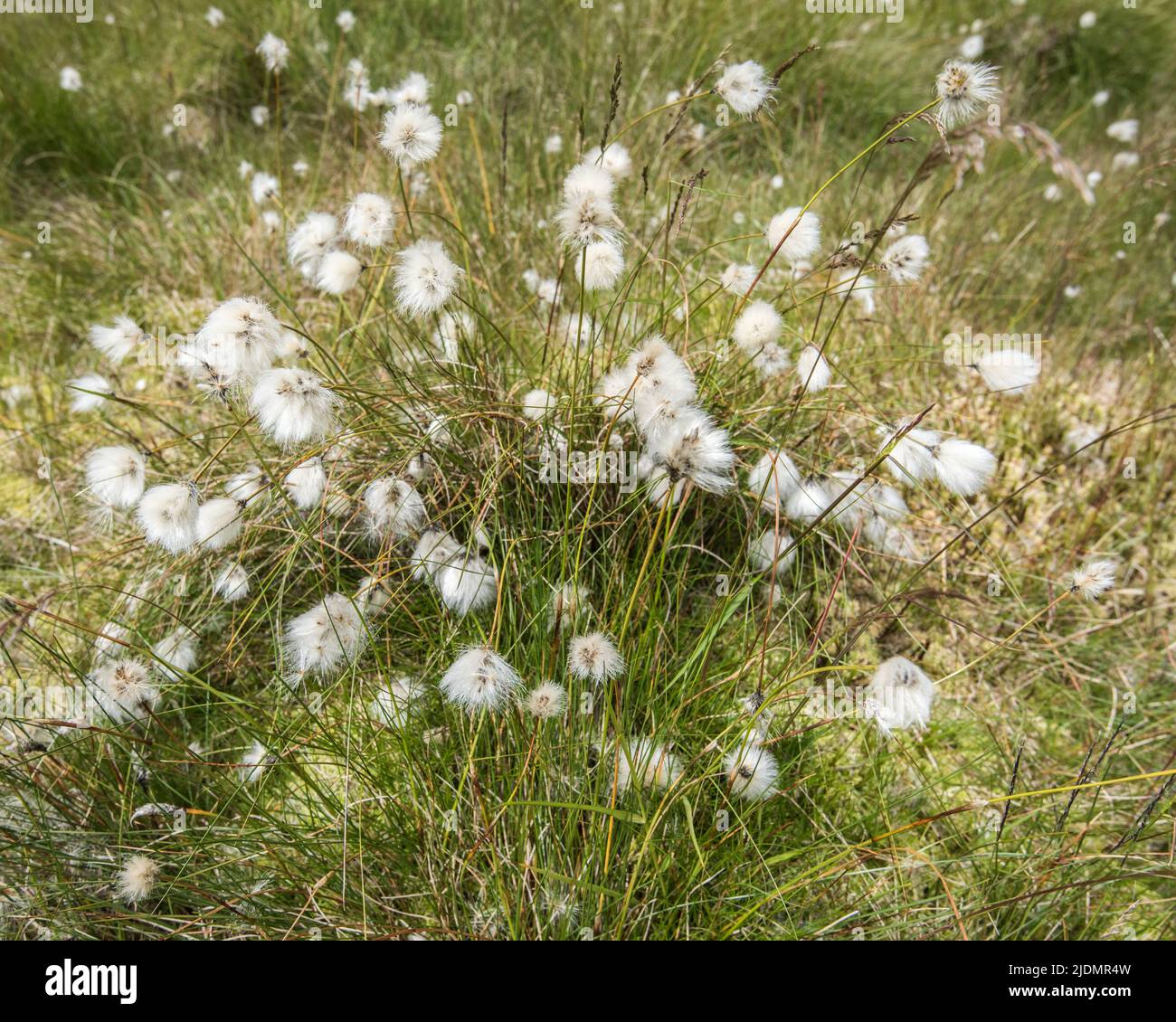 Common Cotton grass, Eriophorum angustifolium, also called common cottonsedge, Because of its ecological suitability to bogs it is called bog cotton. Stock Photo
