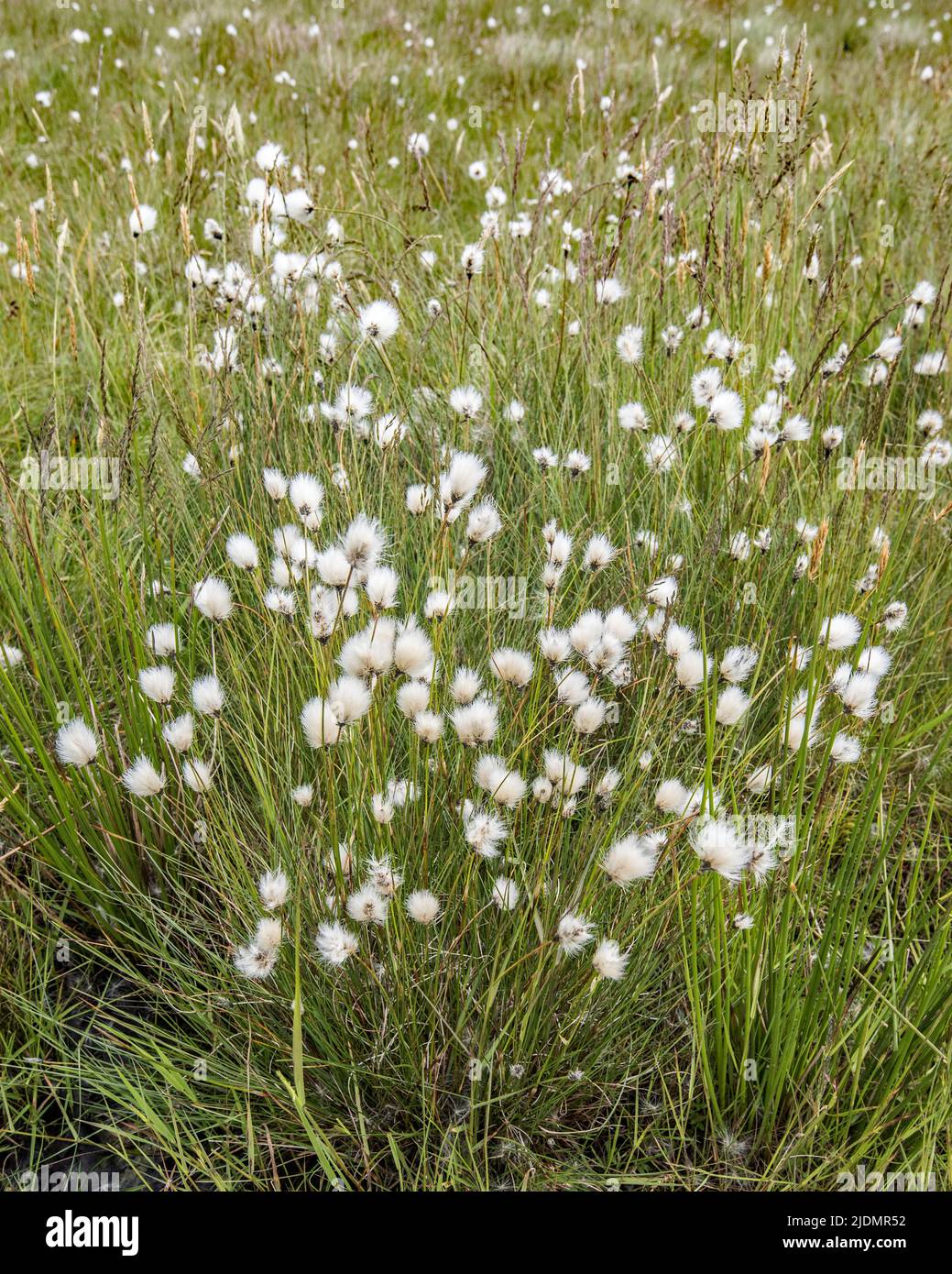 Common Cotton grass, Eriophorum angustifolium, also called common cottonsedge, Because of its ecological suitability to bogs it is called bog cotton. Stock Photo