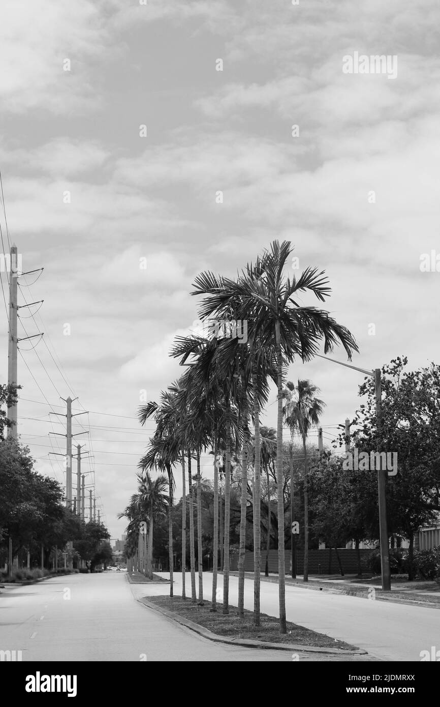 Beautiful tropical palm trees marching down the public street in black