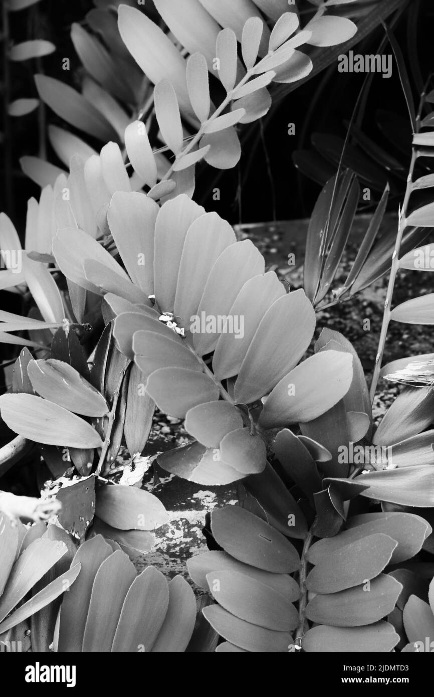 Leafy tropical plants growing in the garden in black and white Stock ...