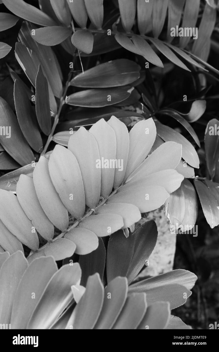 Leafy tropical plants growing in the garden in black and white Stock ...