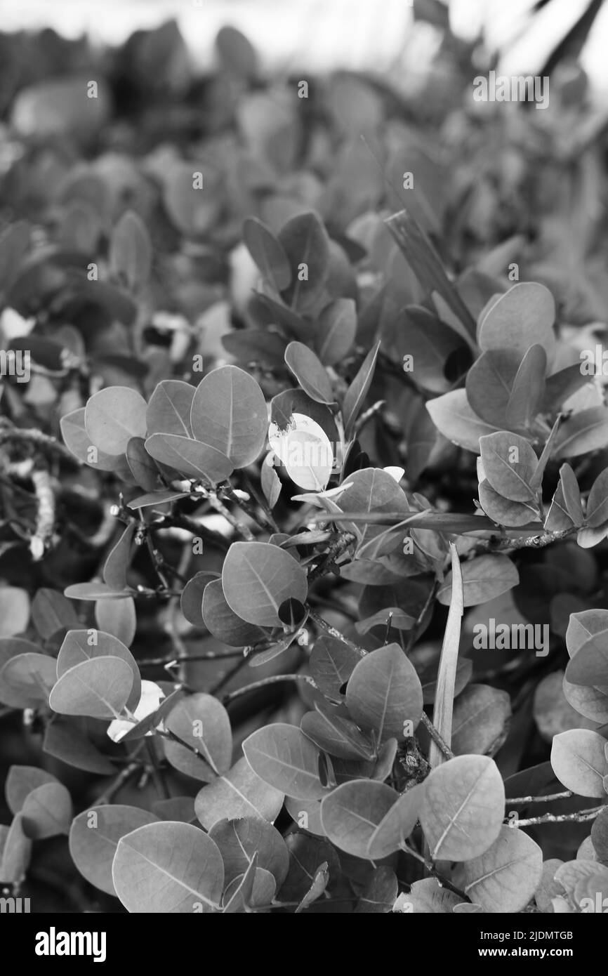 Leafy tropical plants growing in the garden in black and white Stock ...