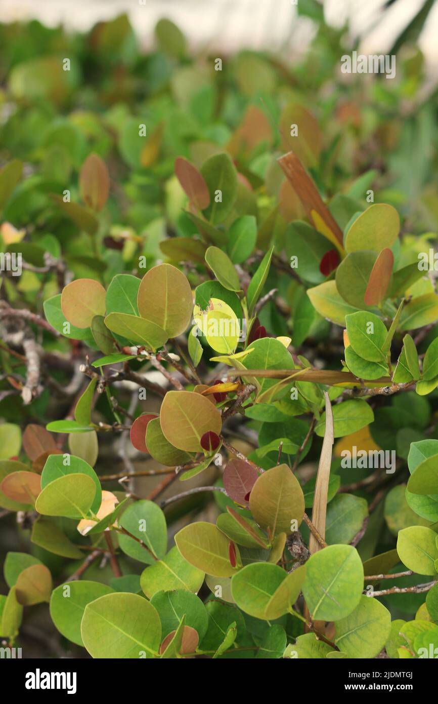 Leafy tropical green plants growing in the garden Stock Photo - Alamy