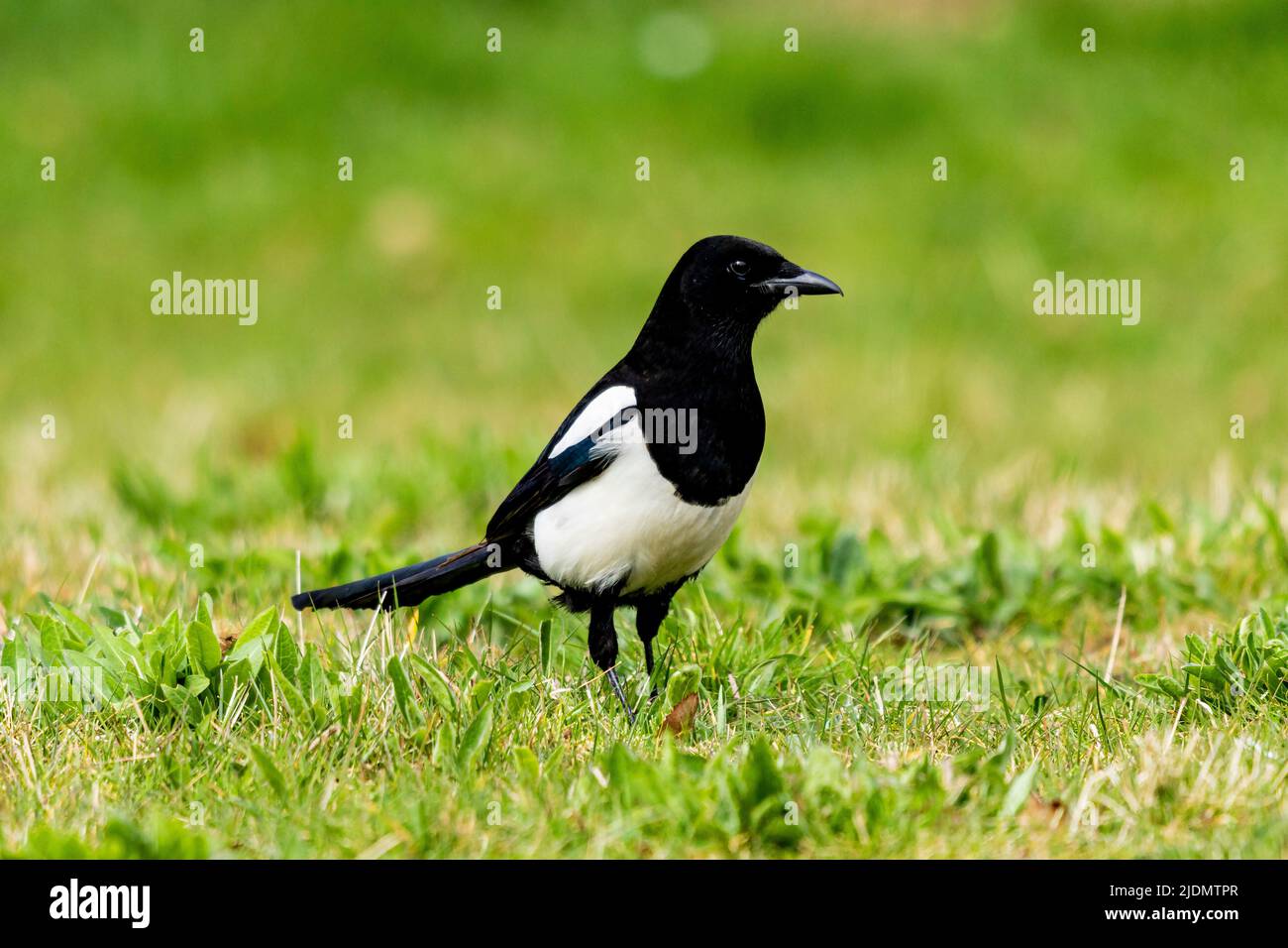 Black-billed Magpie Pica pica Stock Photo