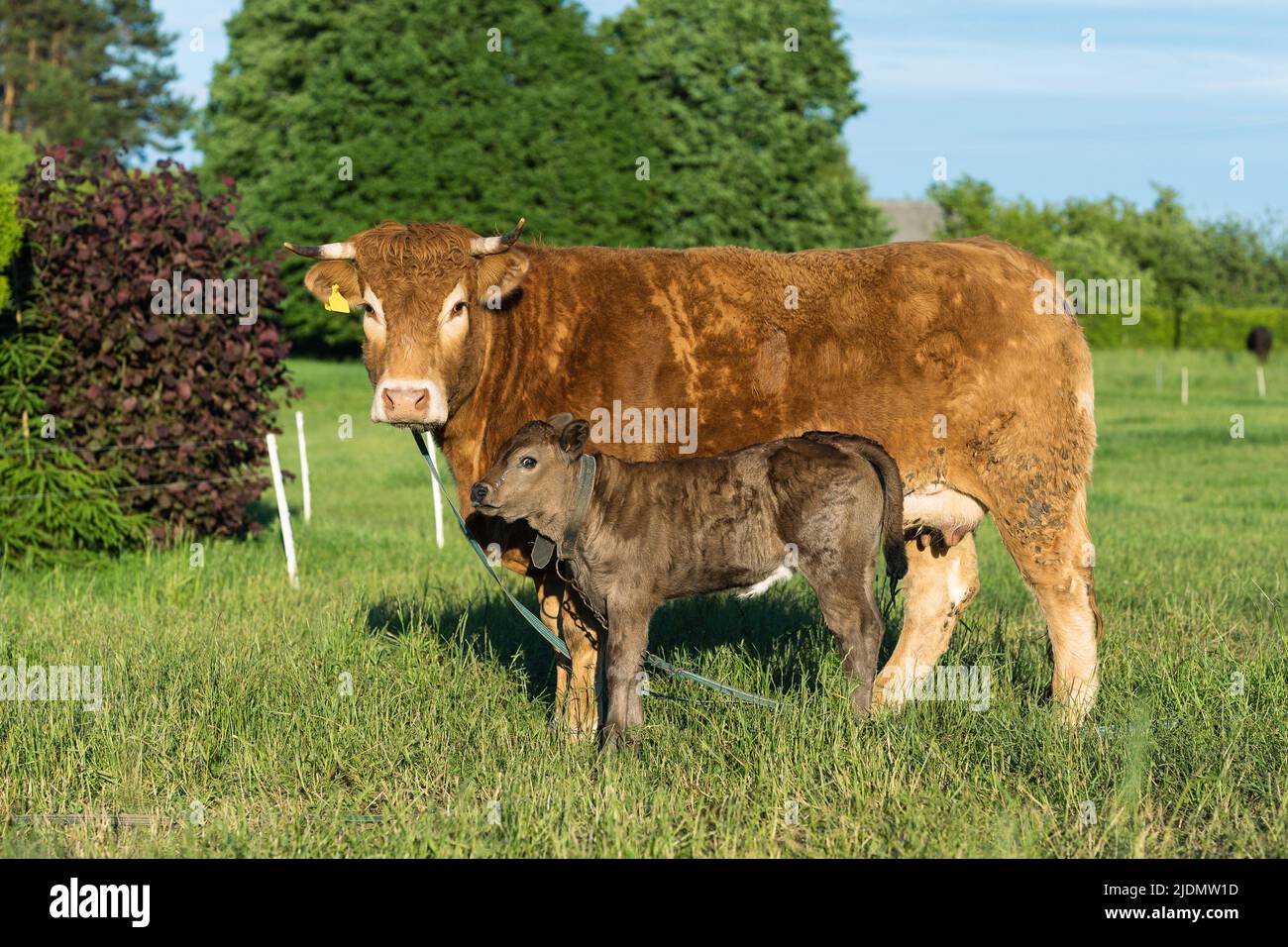 Cow with calf. Brown cows. The animals are grazing. Animals eat grass