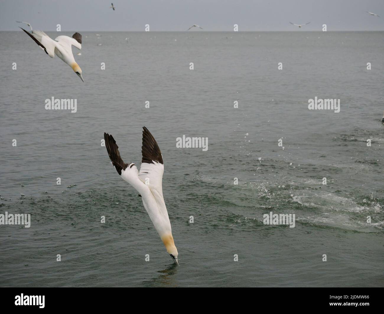 Gannet, Morus bassanus, group of bird diving into water, Yorkshire, June 2022 Stock Photo
