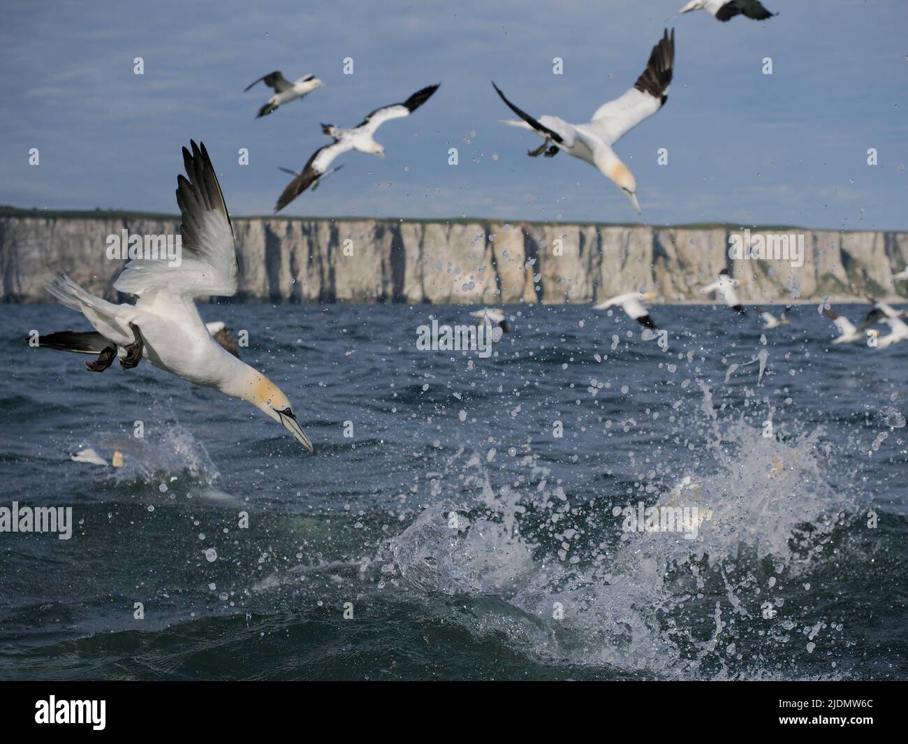 Gannet, Morus bassanus, group of bird diving into water, Yorkshire, June 2022 Stock Photo