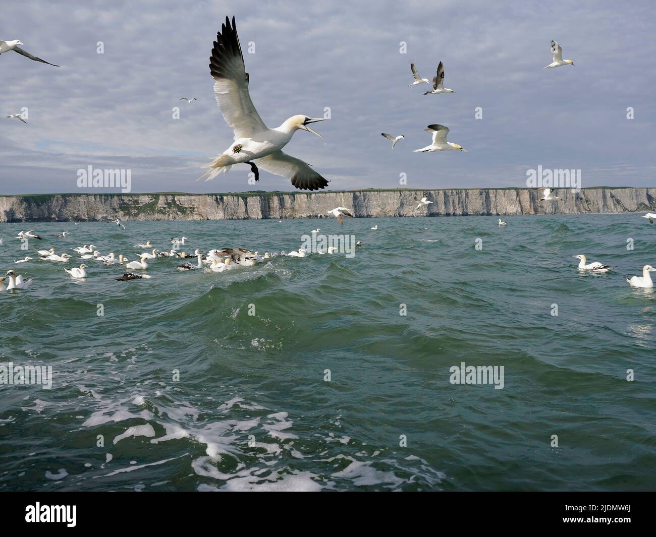 Gannet, Morus bassanus, group of bird diving into water, Yorkshire, June 2022 Stock Photo