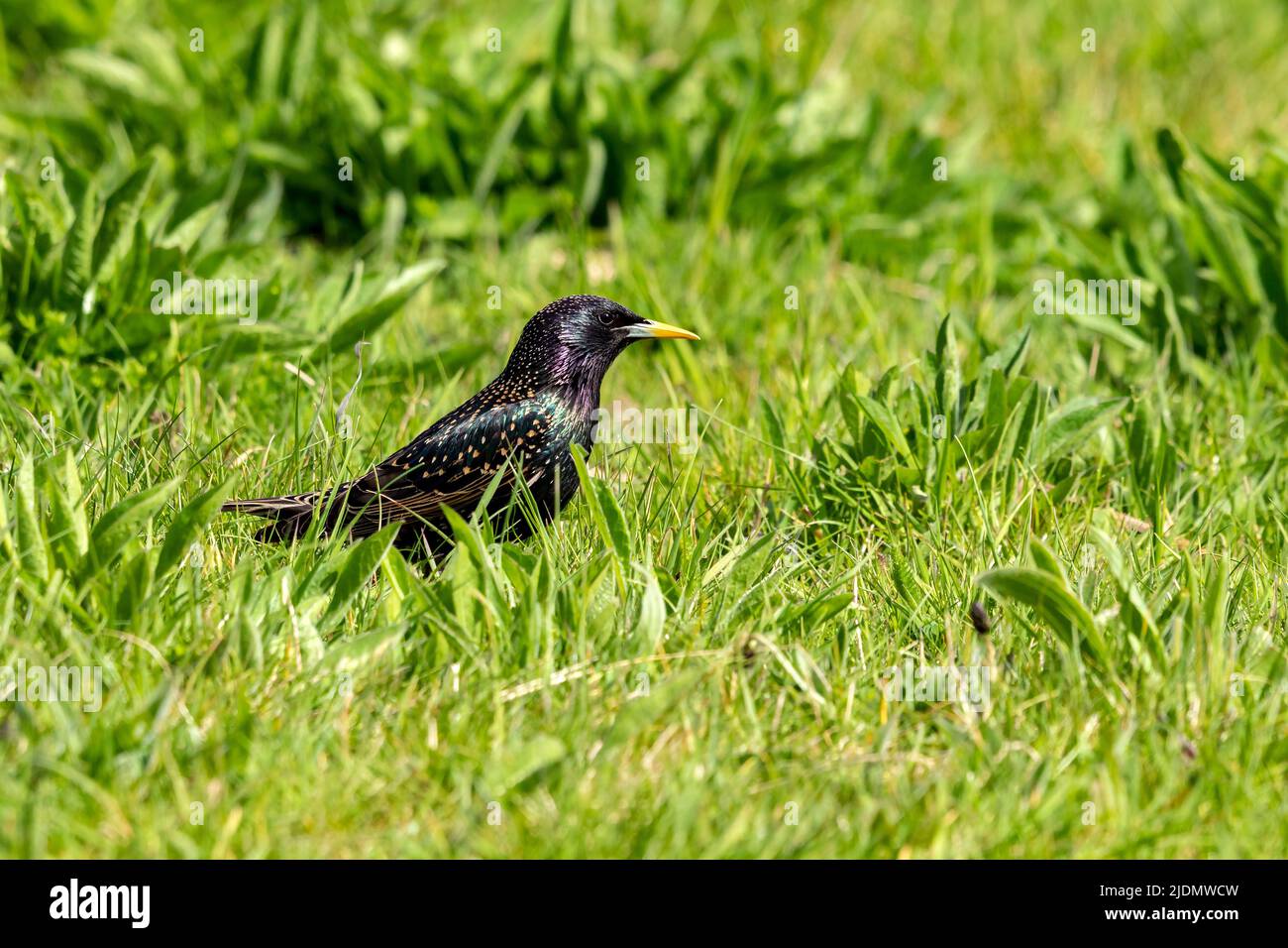 Common Starling Sturnus vulgaris Stock Photo