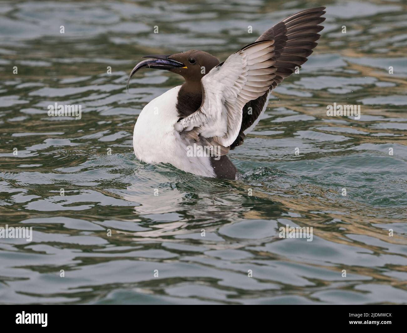 Guillemot, Uria aalge, single bird with fish in sea, Yorkshire, June 2022 Stock Photo