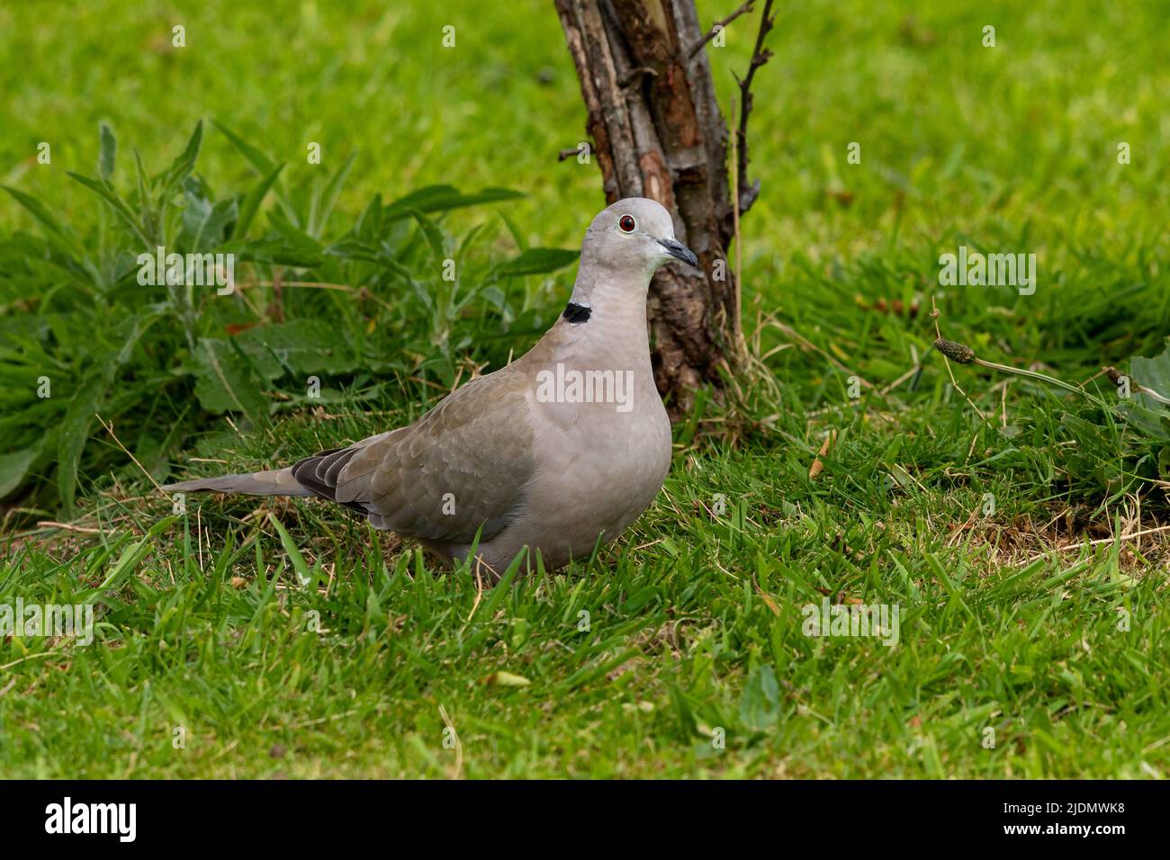 Eurasian Collared Dove Streptopelia decaocto Stock Photo Alamy
