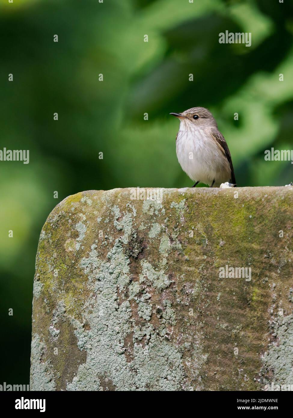 Spotted flycatcher, Muscicapa striata, single bird on tombstone, Staffordshire, June 2022 Stock Photo