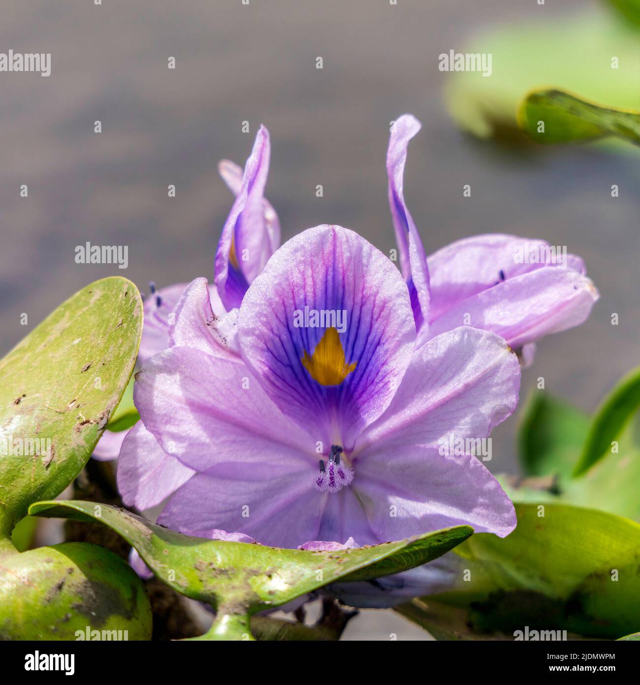 Eichhornia crassipes or common water hyacinth flower blossomed on the pond with wild grasses Stock Photo
