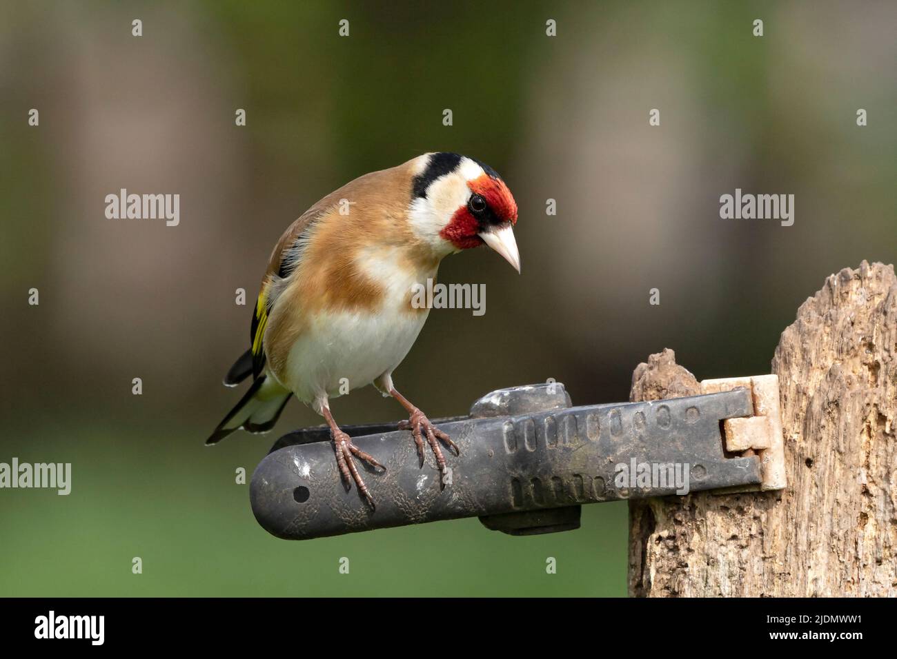 European Goldfinch Carduelis carduelis Stock Photo