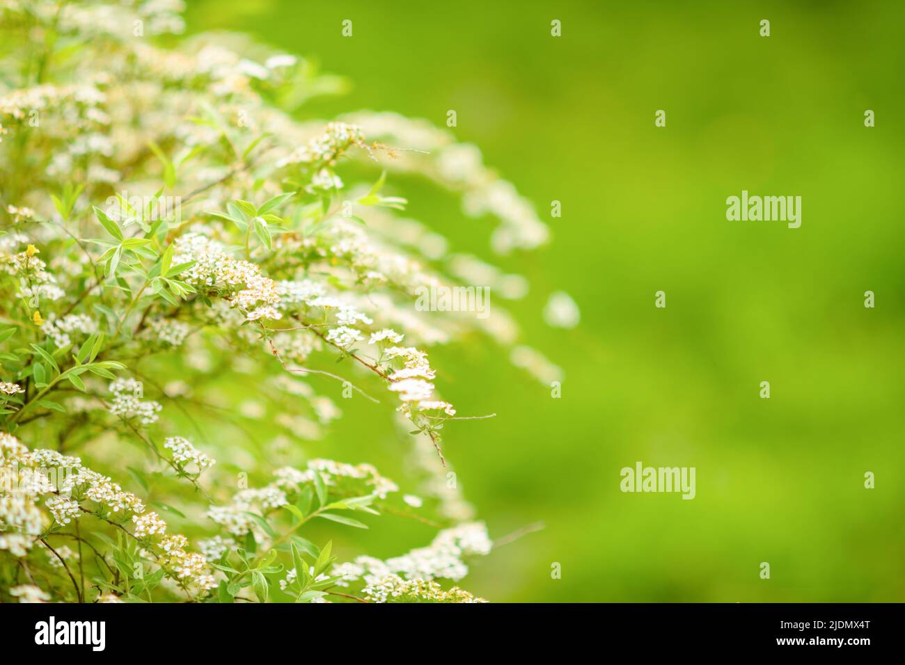 On bush in city park hi-res stock photography and images - Alamy