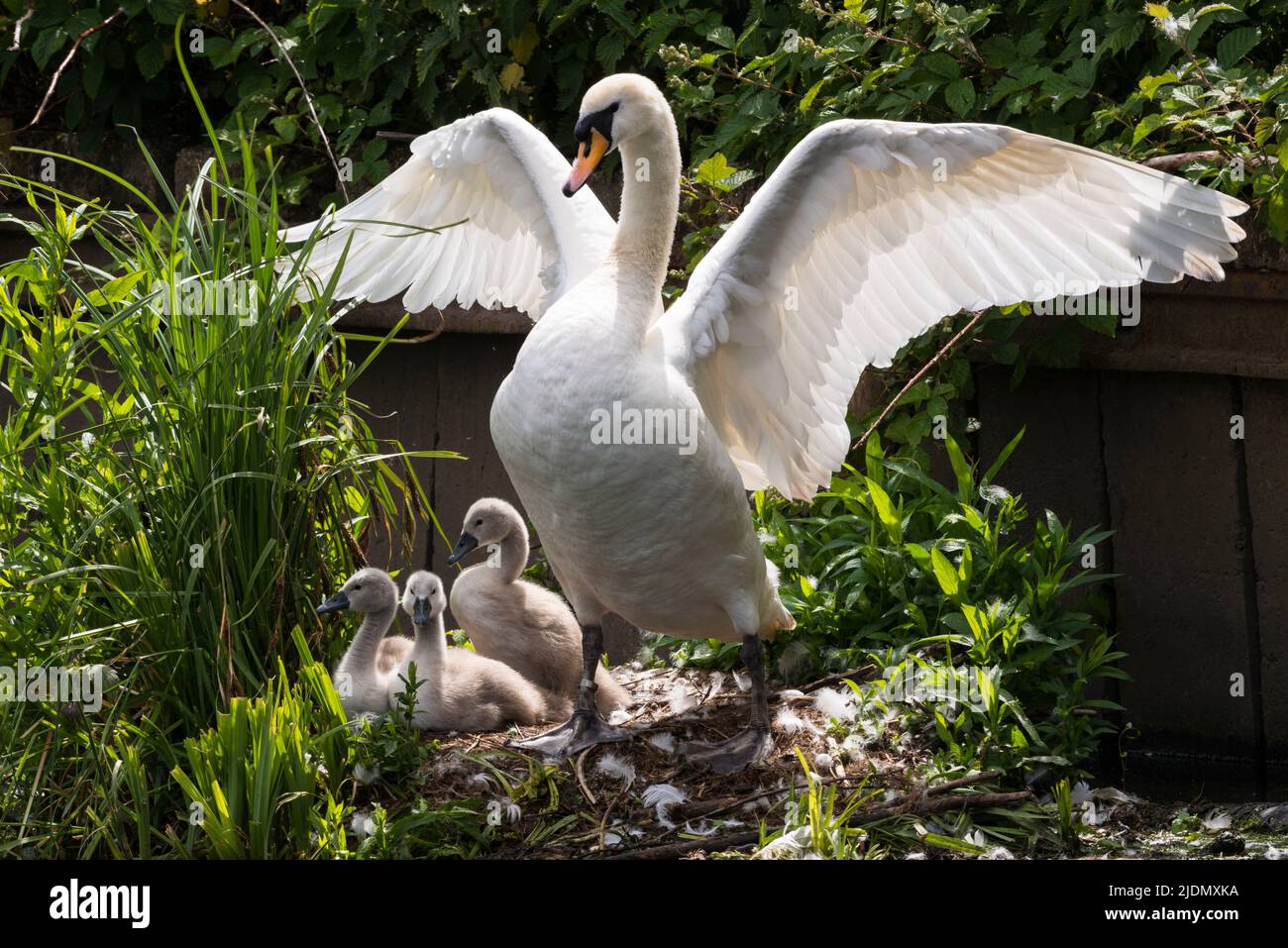 Early morning stretch! Parent mute swan (Cygnus olor) with three cygnets on nest on the canal bank beside the Grand Union Canal Stock Photo