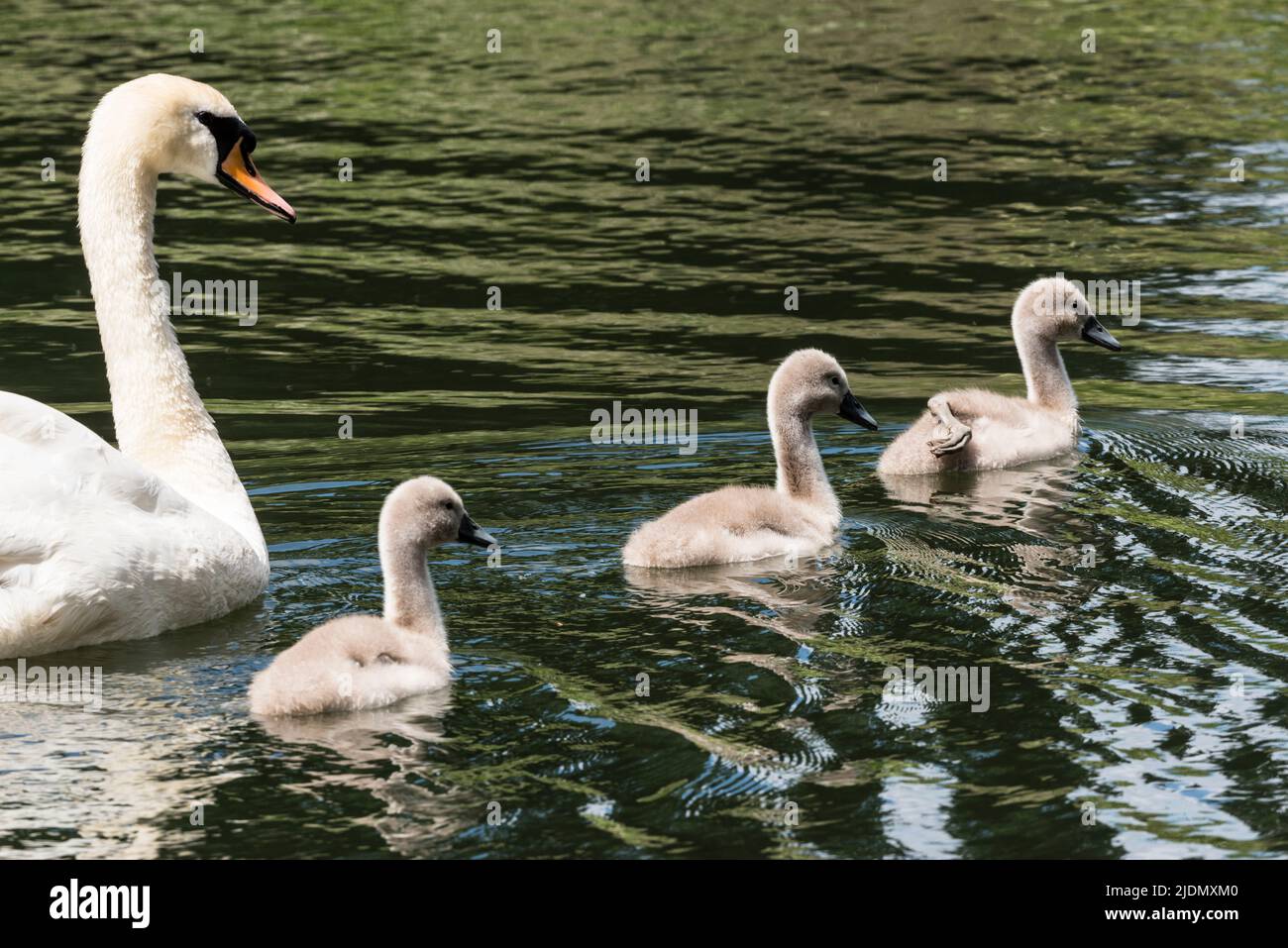 Parent mute swan (Cygnus olor) following three cygnets swimming on the Grand Union Canal Stock Photo