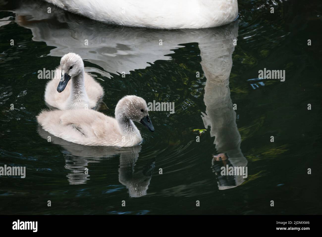 Reflection of parent mute swan (Cygnus olor) swimming with two cygnets on the Grand Union Canal Stock Photo