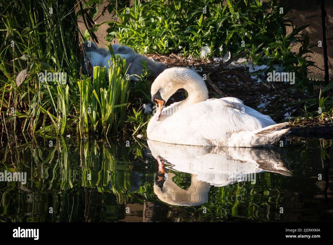 Parent mute swan (Cygnus olor) protecting three cygnets asleep on nest on the canal bank beside the Grand Union Canal Stock Photo