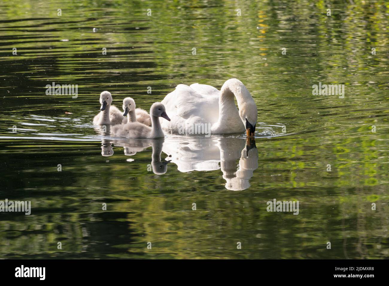 Parent mute swan (Cygnus olor) swimming with three cygnets on the Grand Union Canal Stock Photo