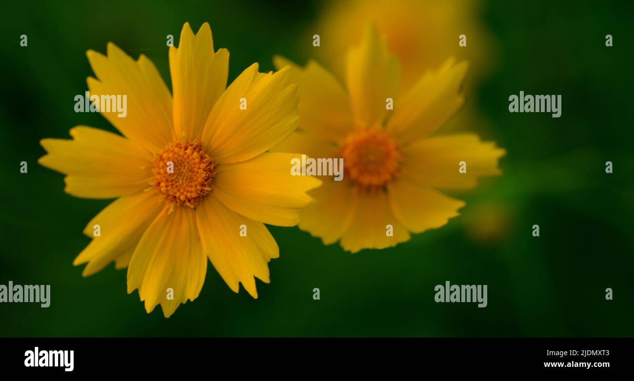 Close up image of a pair of yellow lanceleaf coreopsis (Coreopsis lanceolata) flowers on a green background. Stock Photo