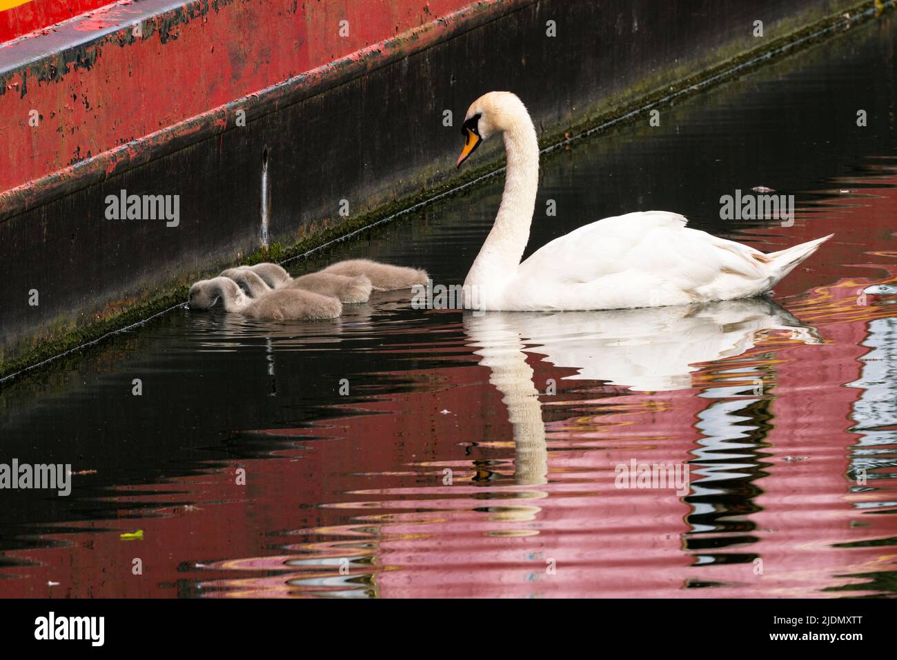 Cleaning boat hires stock photography and images Alamy