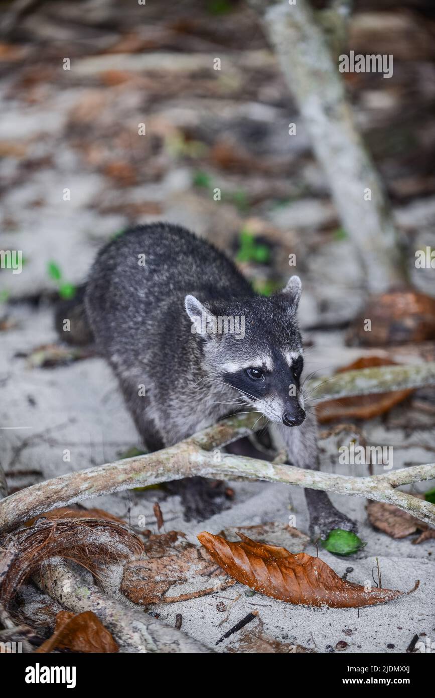 Raccoon on the beach in Manuel Antonio National Park, Costa Rica Stock Photo