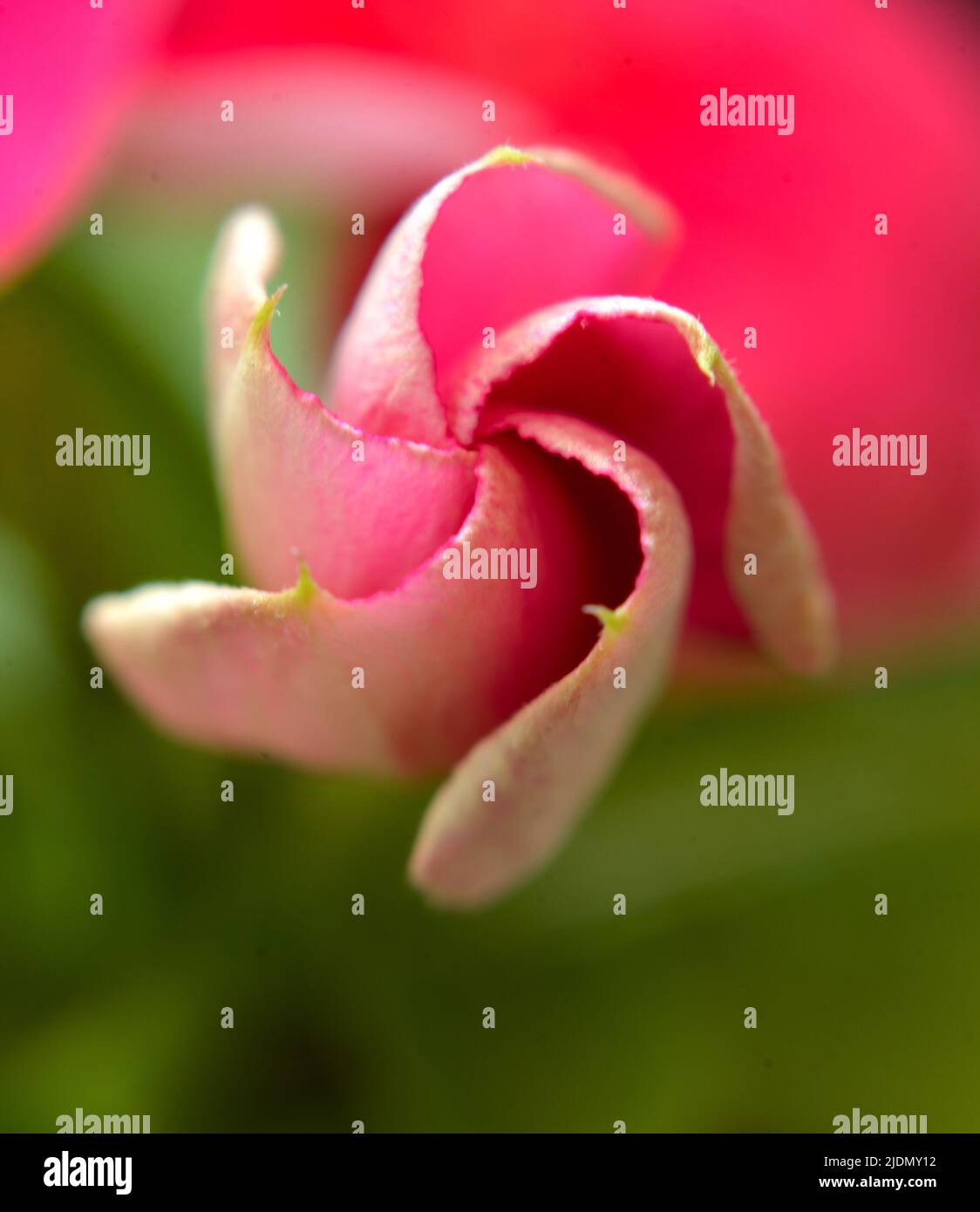 Closeup image of pink Vinca (periwinkle) bloom prior to fully opening. Stock Photo