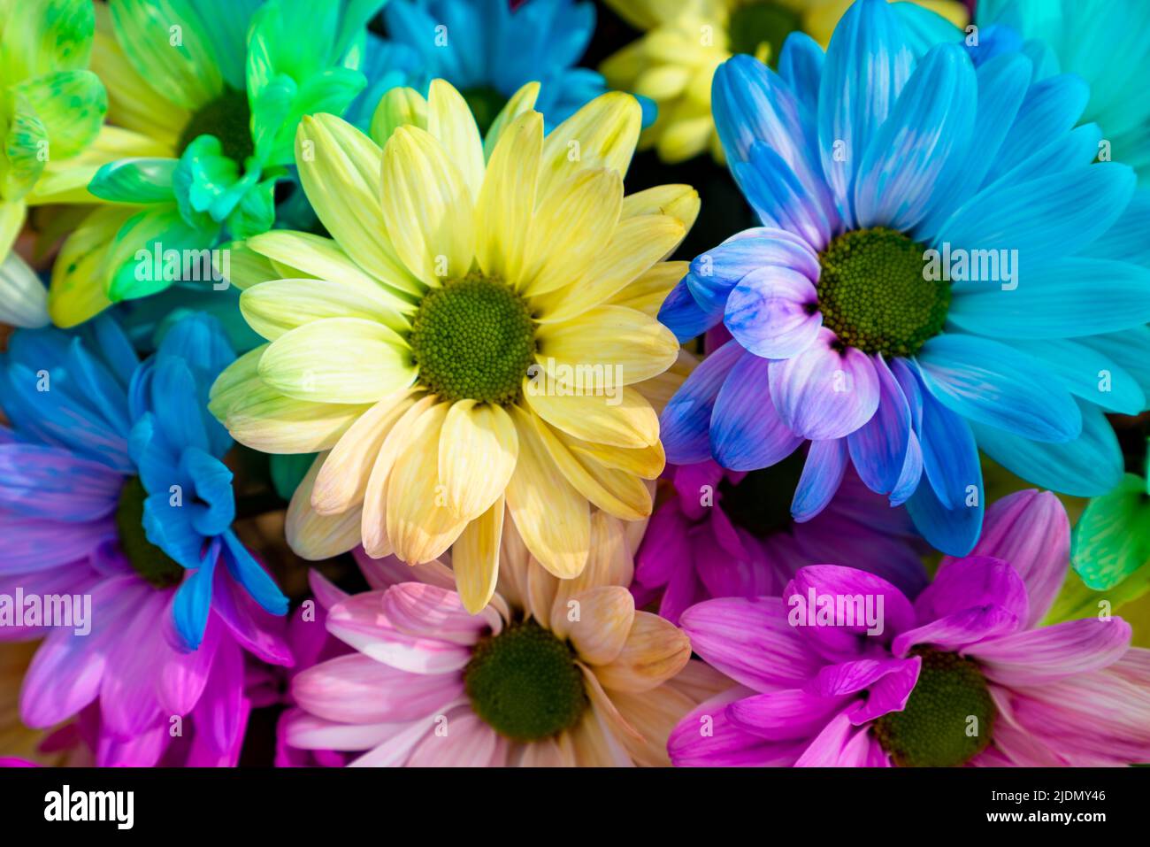Multi colored daisy flowers pattern background. Rainbow Daisies Stock