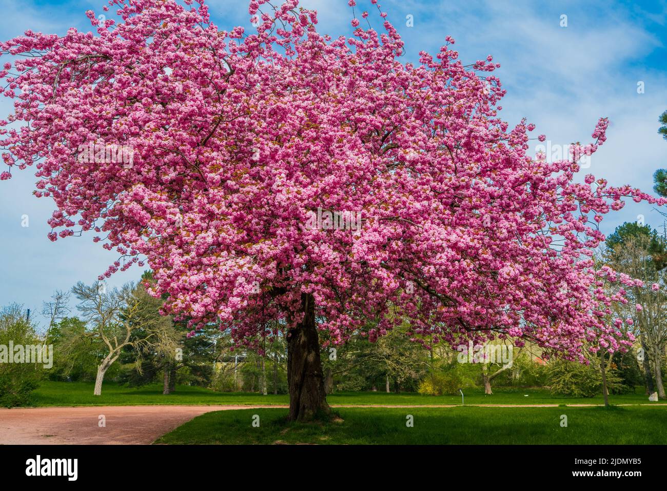 Japanese cherry sakura with pink flowers in spring time on green meadow. Blossoming cherry sakura tree on a green field Stock Photo