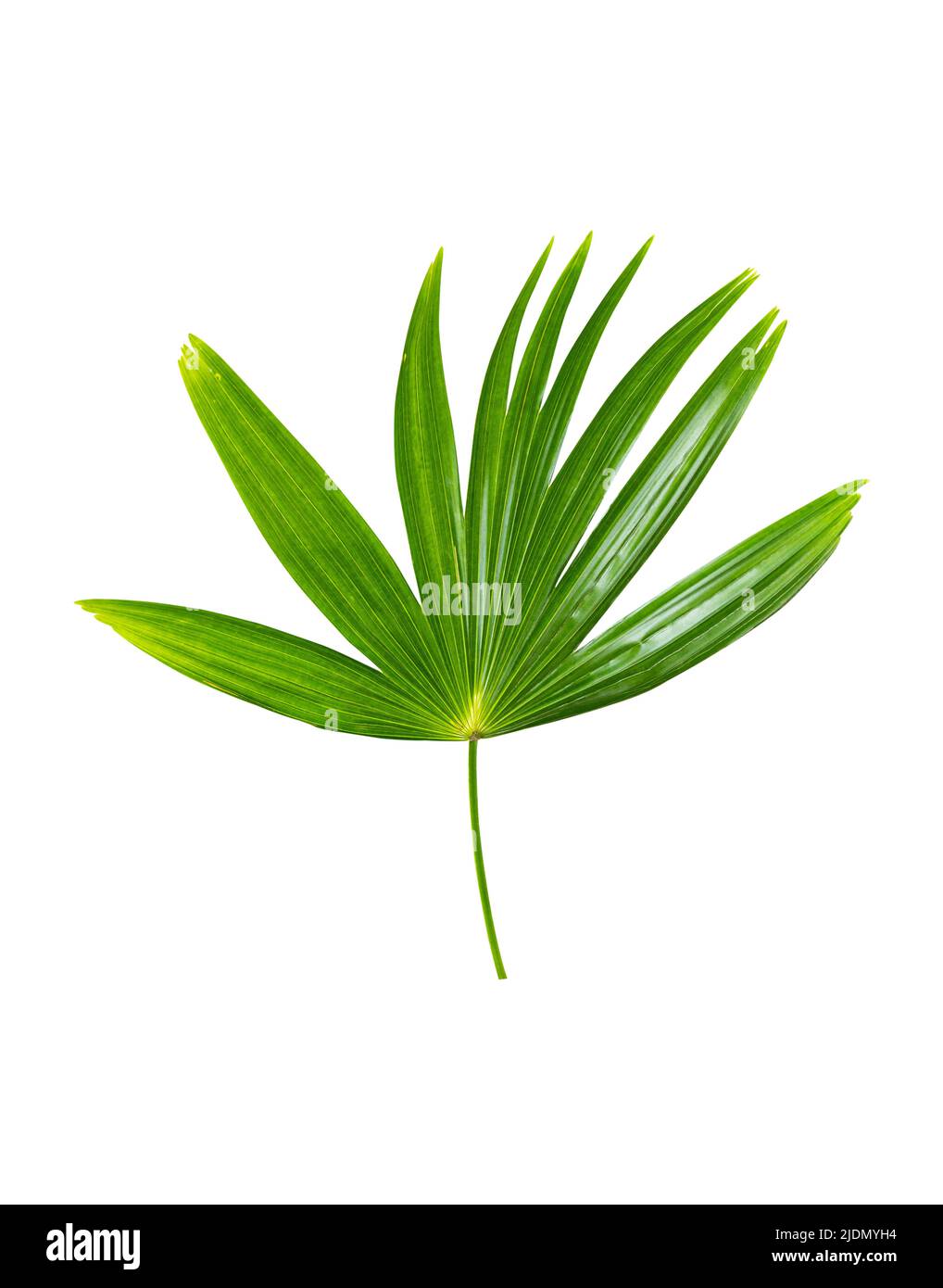 Palm leaves isolated on white background include clipping path Stock Photo